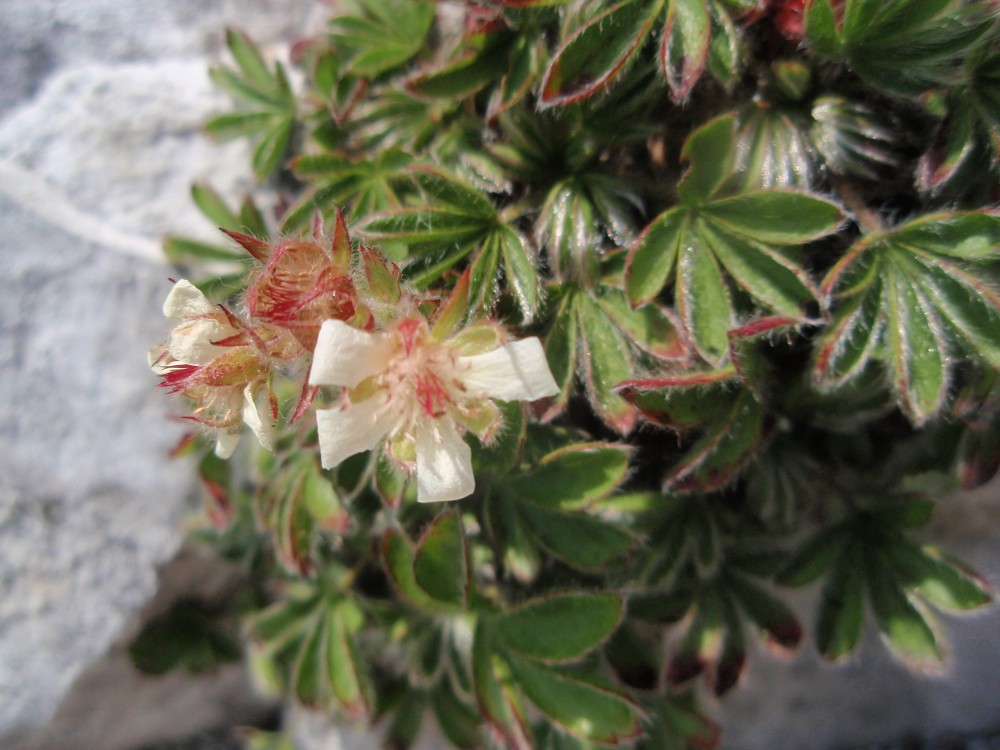 Potentilla caulescens